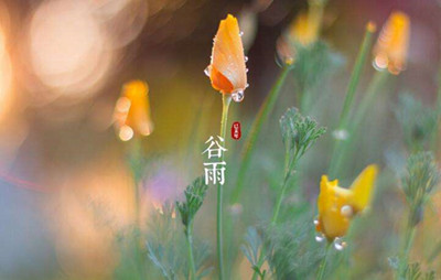 健康食疗谷雨感冒 立竿见影